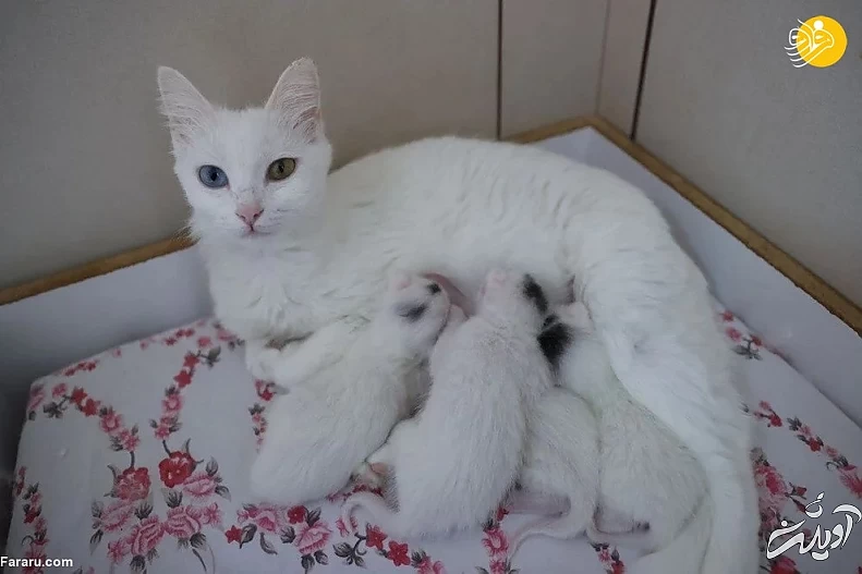 (تصاویر) ویژگیهای منحصربه فرد گربه وان